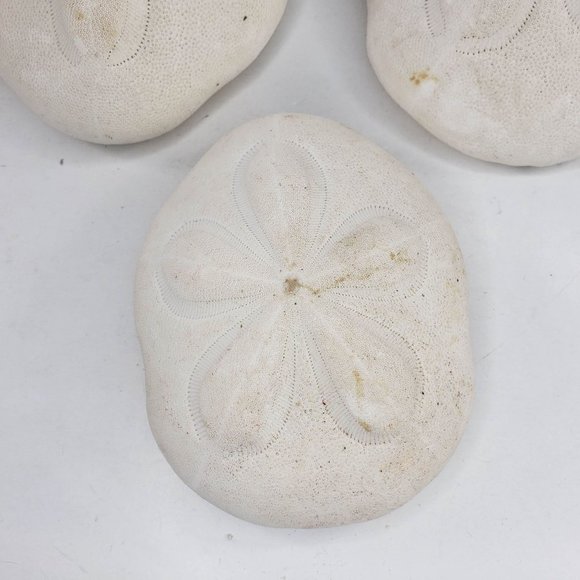 Large Sand Dollar Sea Biscuit Puffy 5" x 4" Vintage Natural Set of 3 - Picture 5 of 13